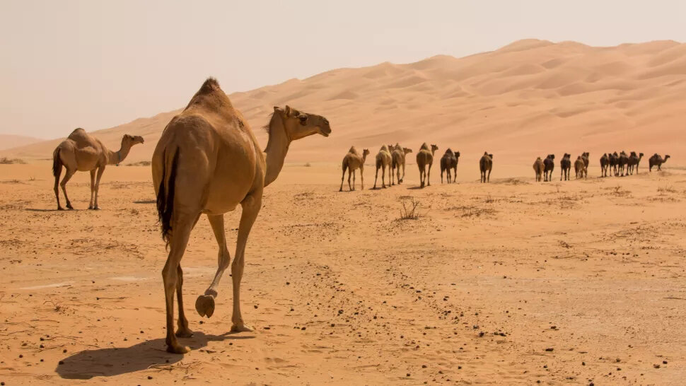 У верблюдов действительно есть вода в горбах?