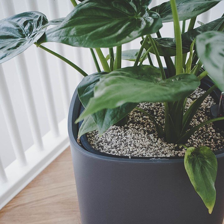 "Умное" кашпо с автополивом LECHUZA