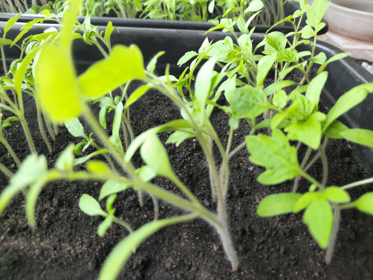 Рассада томатов переросла что делать. Растения которые нельзя высаживать в детском саду.