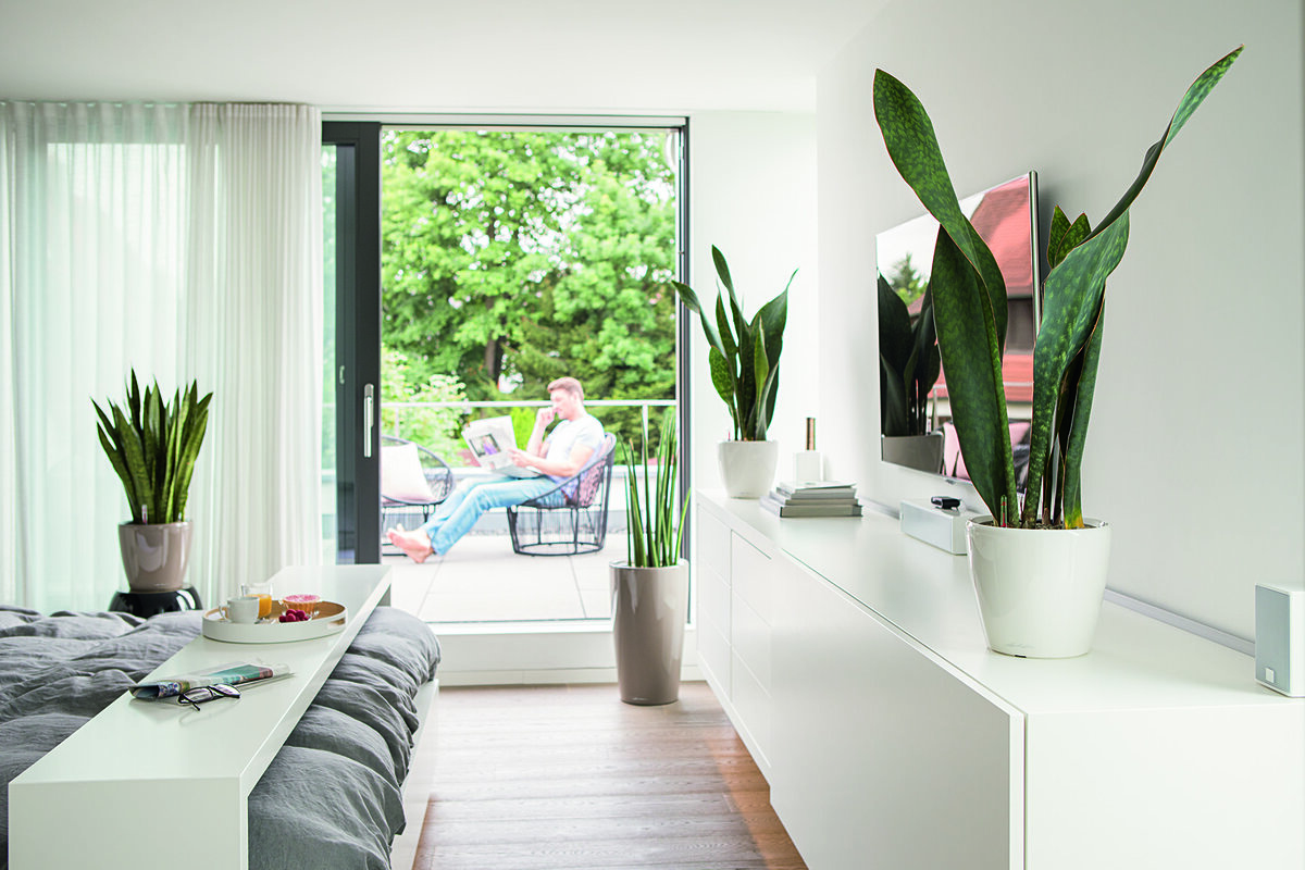 Сансевиерии в кашпо LECHUZA