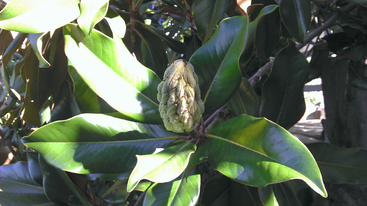 Парк пансионата Изумруд