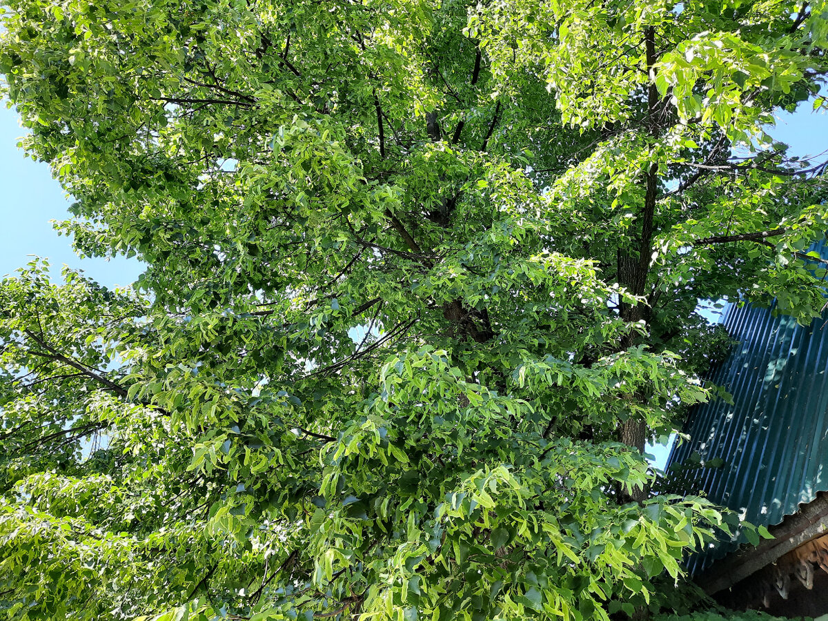 липа в саду на даче