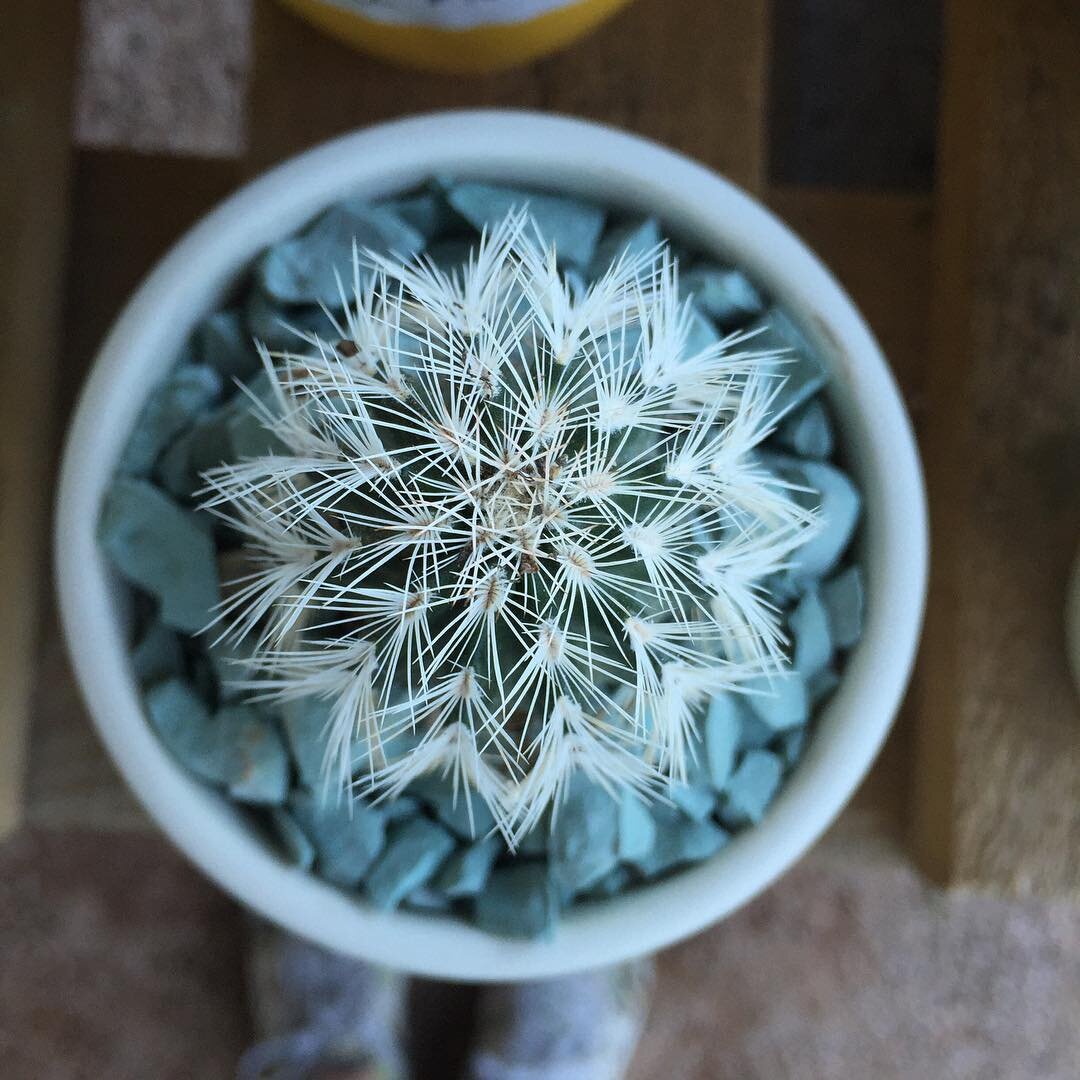 @urbancactusphx