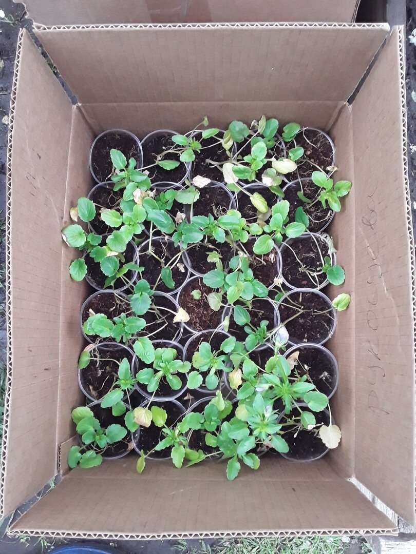 Рассада виолы: 30 штук по 15 рублей за корень