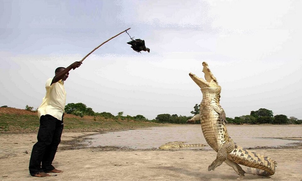 «Отдайте курочку, мсьё» 