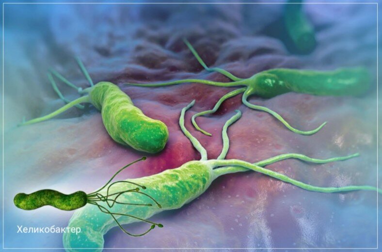 Что такое Helicobacter pylori?