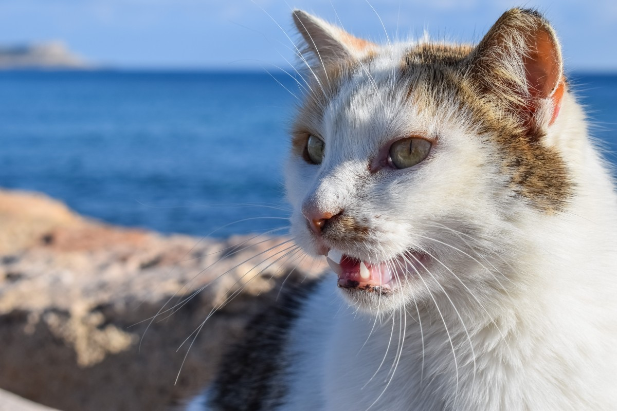 Что означает мяукать. Котик с открытым ртом. Кот с приоткрытым ртом. Кошка открыла рот. Кошка мяу.