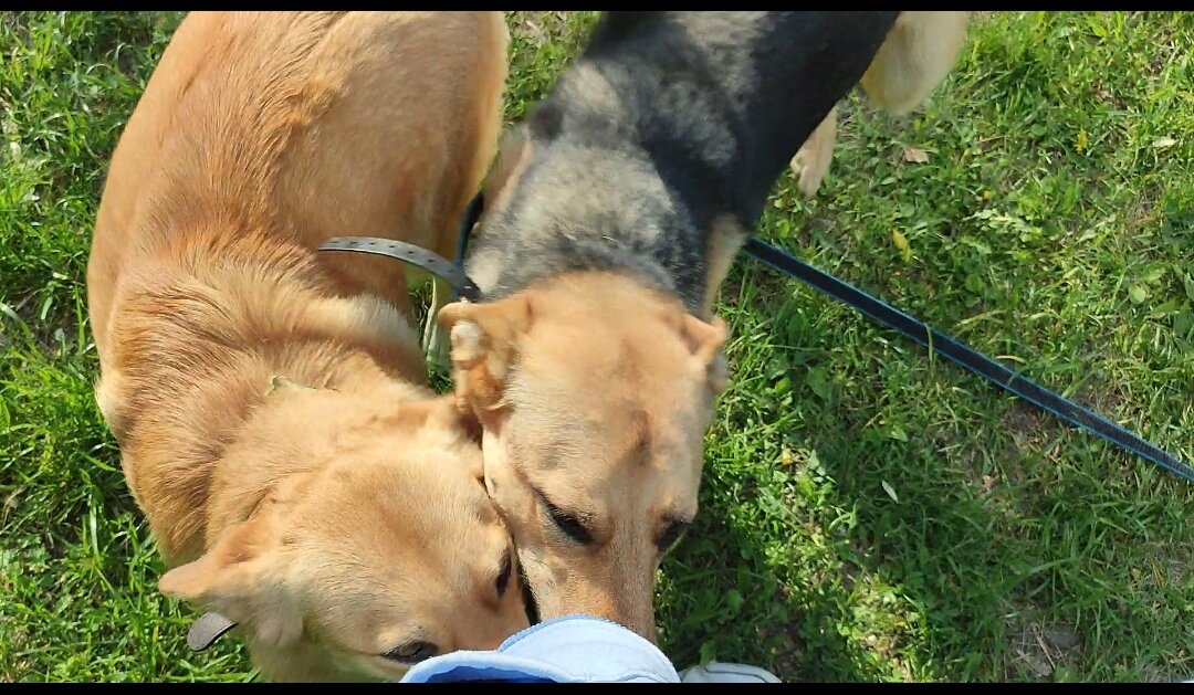 Прогулка в тот день. Ищут вкусняшку у меня в кармане