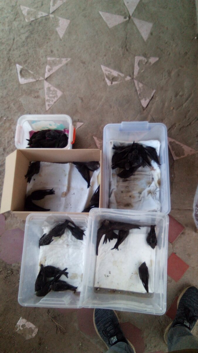 Молодые птицы из сезона 2020 года, находящиеся на вскармливании (всего за этот сезон у меня было около 40 птиц) 