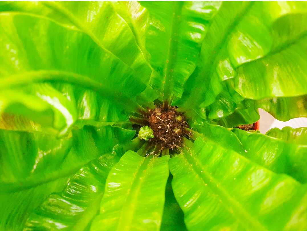 В середине просто рай паутинного клеща