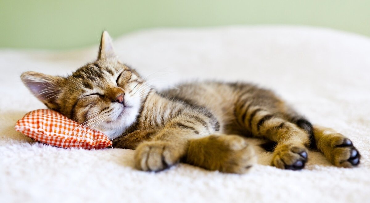 Фото из Интернета.