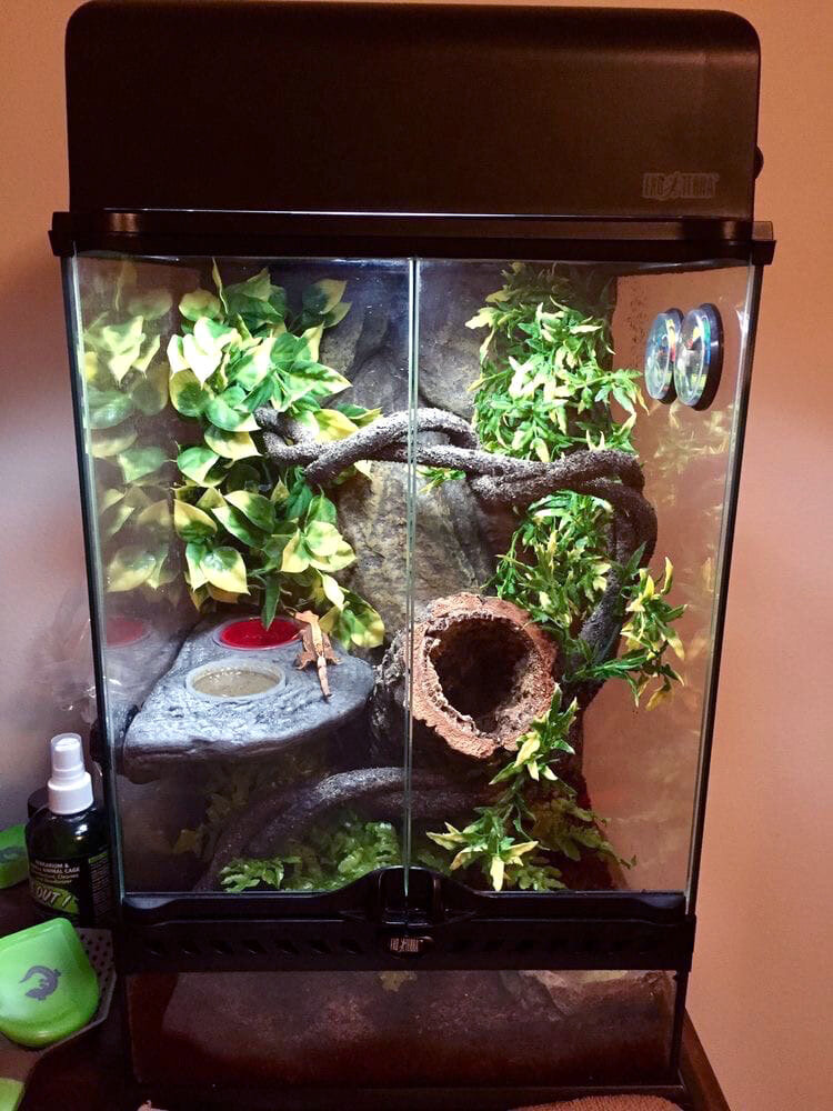 Примерно так должен выглядеть террариум. (Цены на него в различных магазинах от 10000 до...может доходить до 30000)