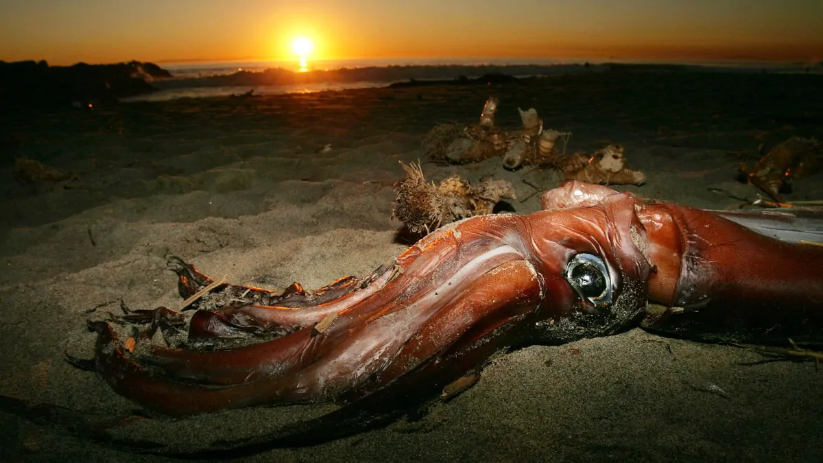 Морские чудовища: какой кальмар – самый большой в мире? | Газета Балаково |  Дзен