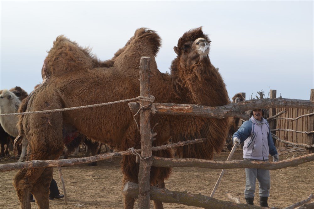 Калмыцкие верблюды фото