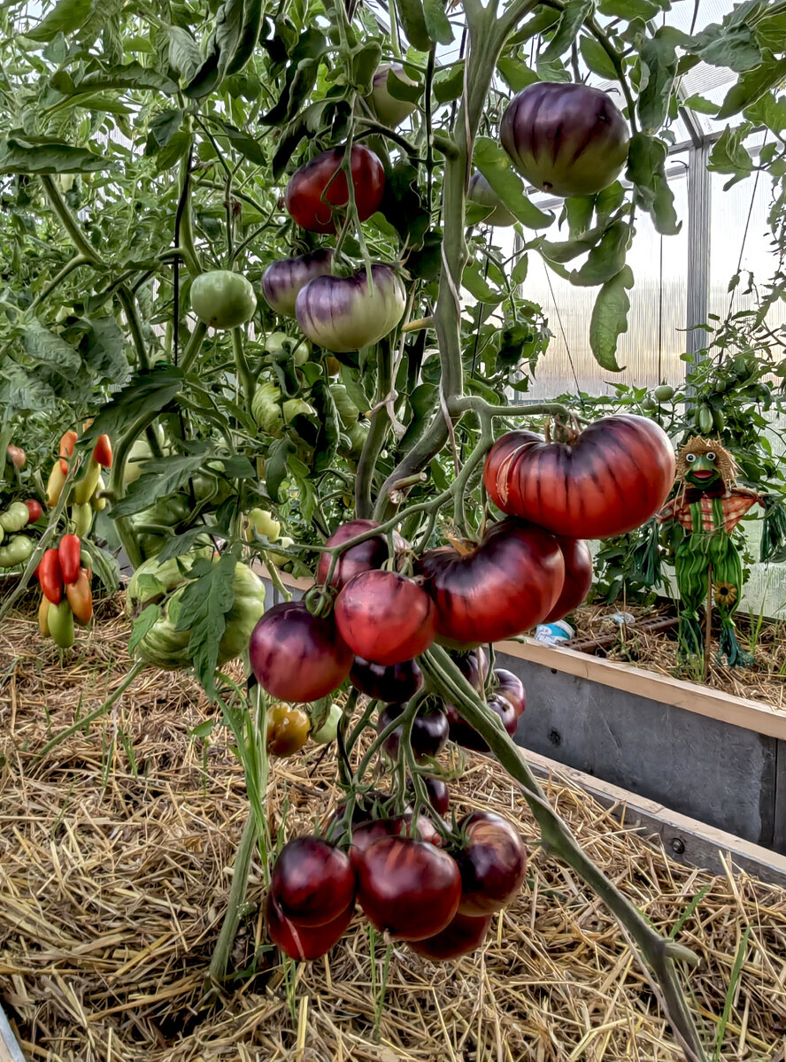    'Сибирский тигр розовый'