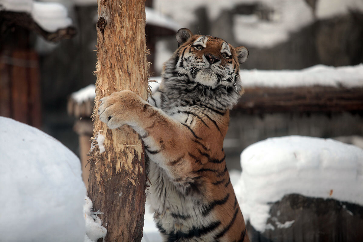 Зоопарк зимой стоит ли идти. Зимний зоопарк. Животные в зоопарке зимой. Новосибирский зоопарк зимой. Московский зоопарк зима.