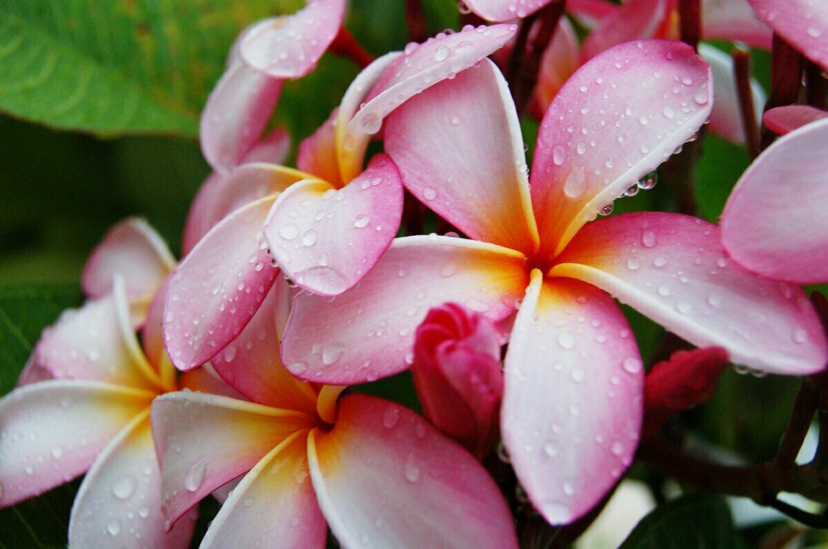 Яндекс.Картинки