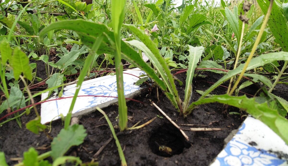 Оса вылетает из норки. Внутри - гнездо в несколько этажей из бумажных сот.