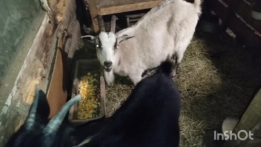 КОЗА ЗАГУЛЯЛА А КОЗЛА НЕТ, ЧТО КУПИЛА | Деревенский блог, Сад огород и ...