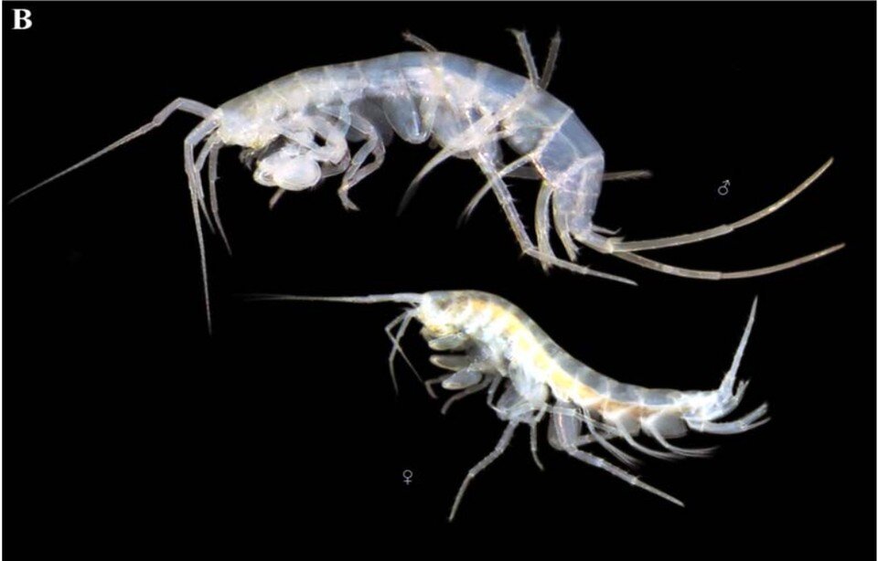     Новый в мире вид нифаргуса обитает в заповеднике "Утриш". Фото: пресс-служба государственного природного заповедника «Утриш»