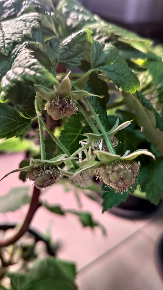 У нас тут малина цветёт в феврале😉 Еще осенью 2022 года мы купили саженцы малины и смородины.-12