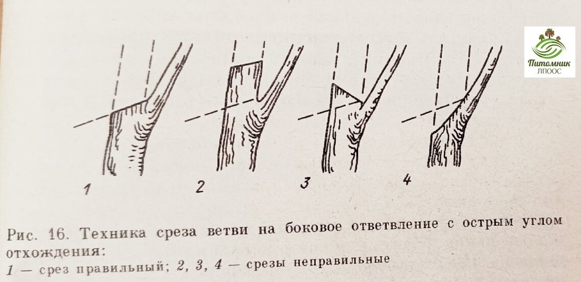 Техника обрезки молодых и плодоносящих деревьев | Ленинградская ...