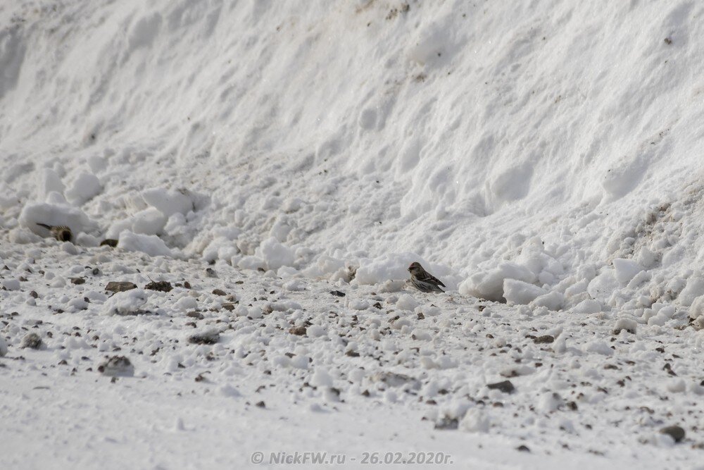 1. Чечётки на обочине © NickFW.ru - 26.02.2020г.