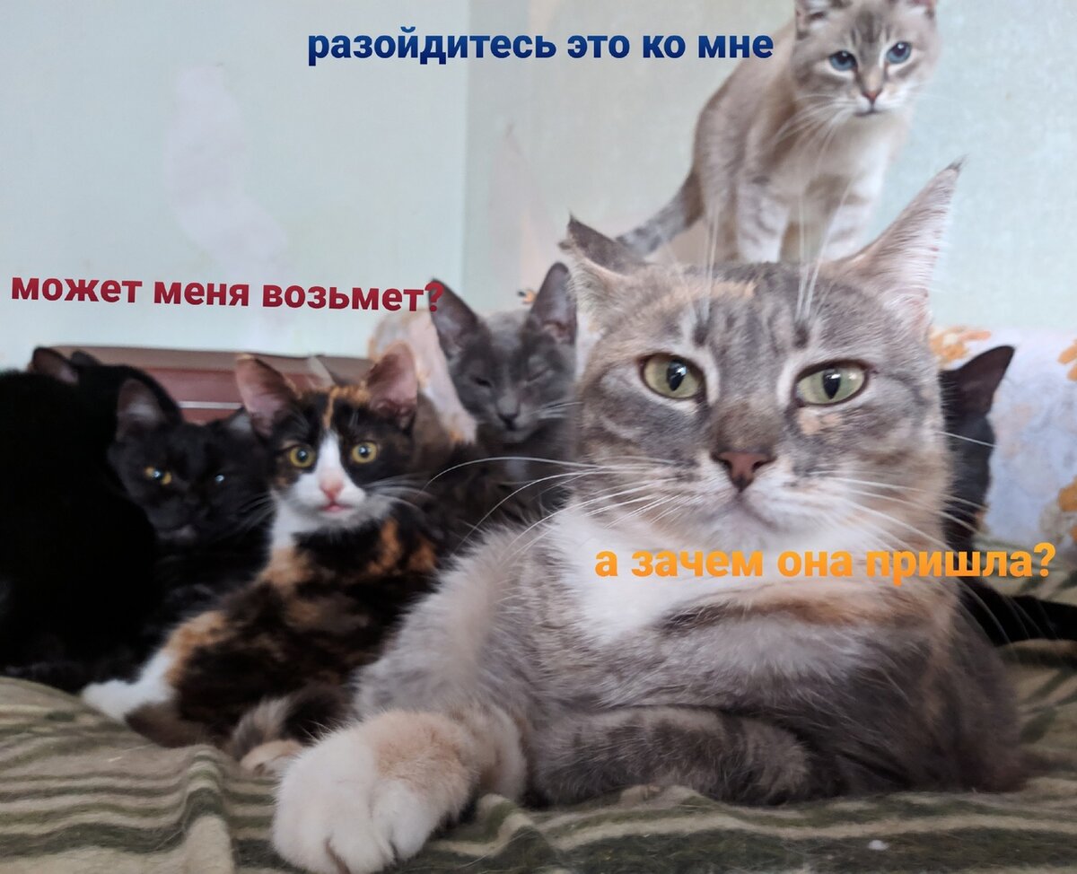 Коллаж Нины Нестеренко