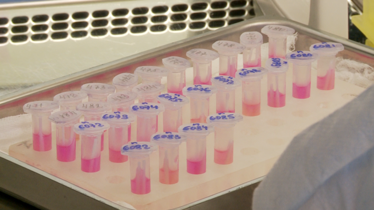 Фото: ИА "Тюменская линия"