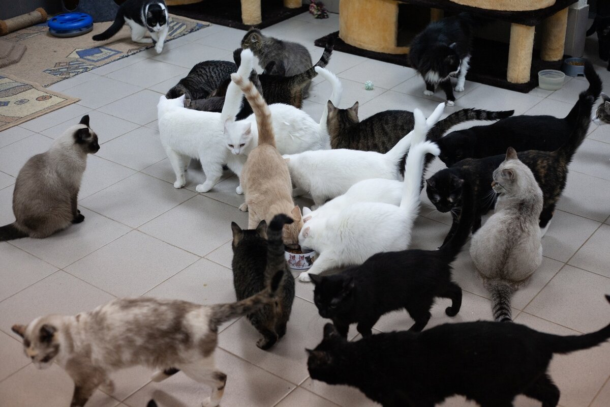 наши котики