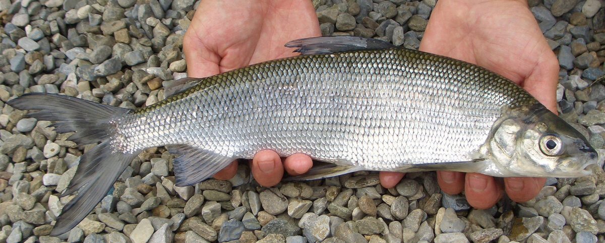 🐟 Пелядь. Что за рыба такая? И почему ее называют сырок? Разбираемся вместе!