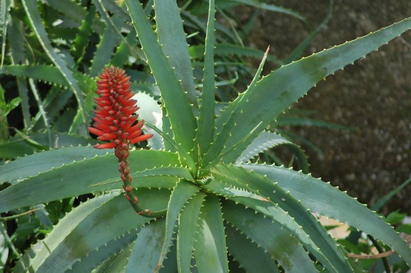 Алоэ древовидное столетник. Алоэ arborescens. Алое древовидное столентий. Алоэ древовидное (Aloe arborescens).