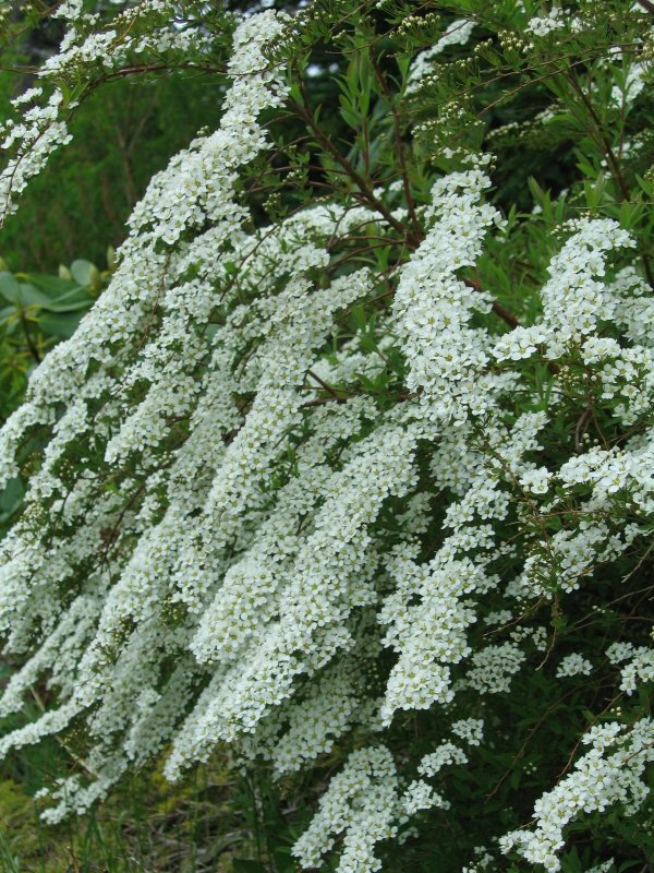 Сорт 3: фото и описание