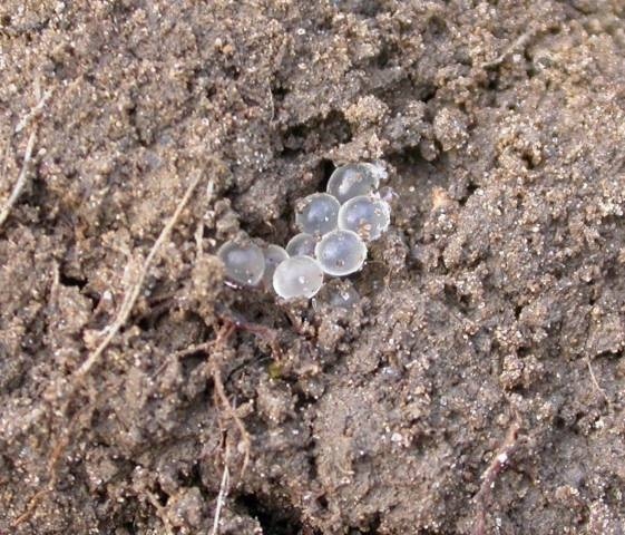 Взято из открытых источников