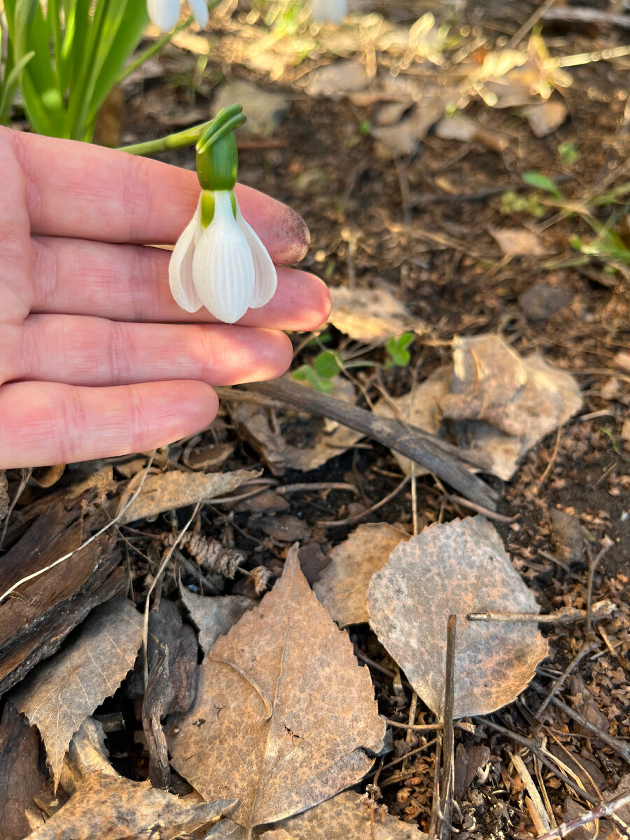 Они крупнее чем кажутся на фото с общим планом 