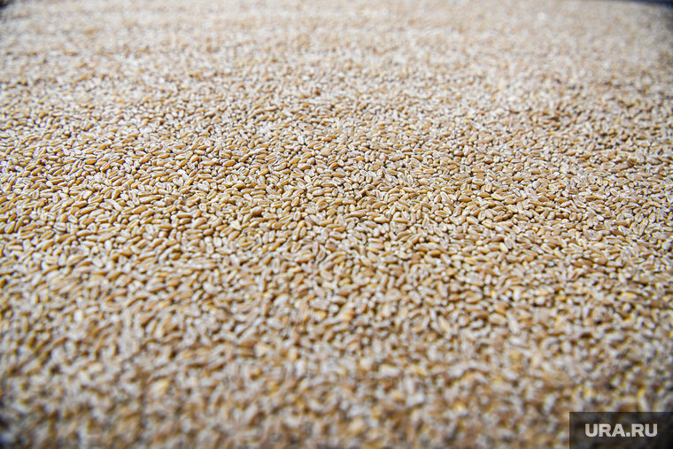    Венгрия предлагает увеличить количество портов, через которые экспортируется украинское зерно