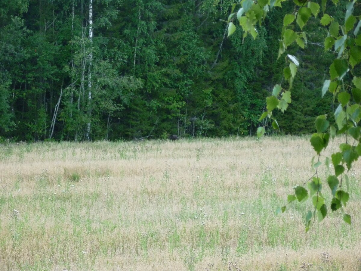Медведь на овсе. Если приглядеться