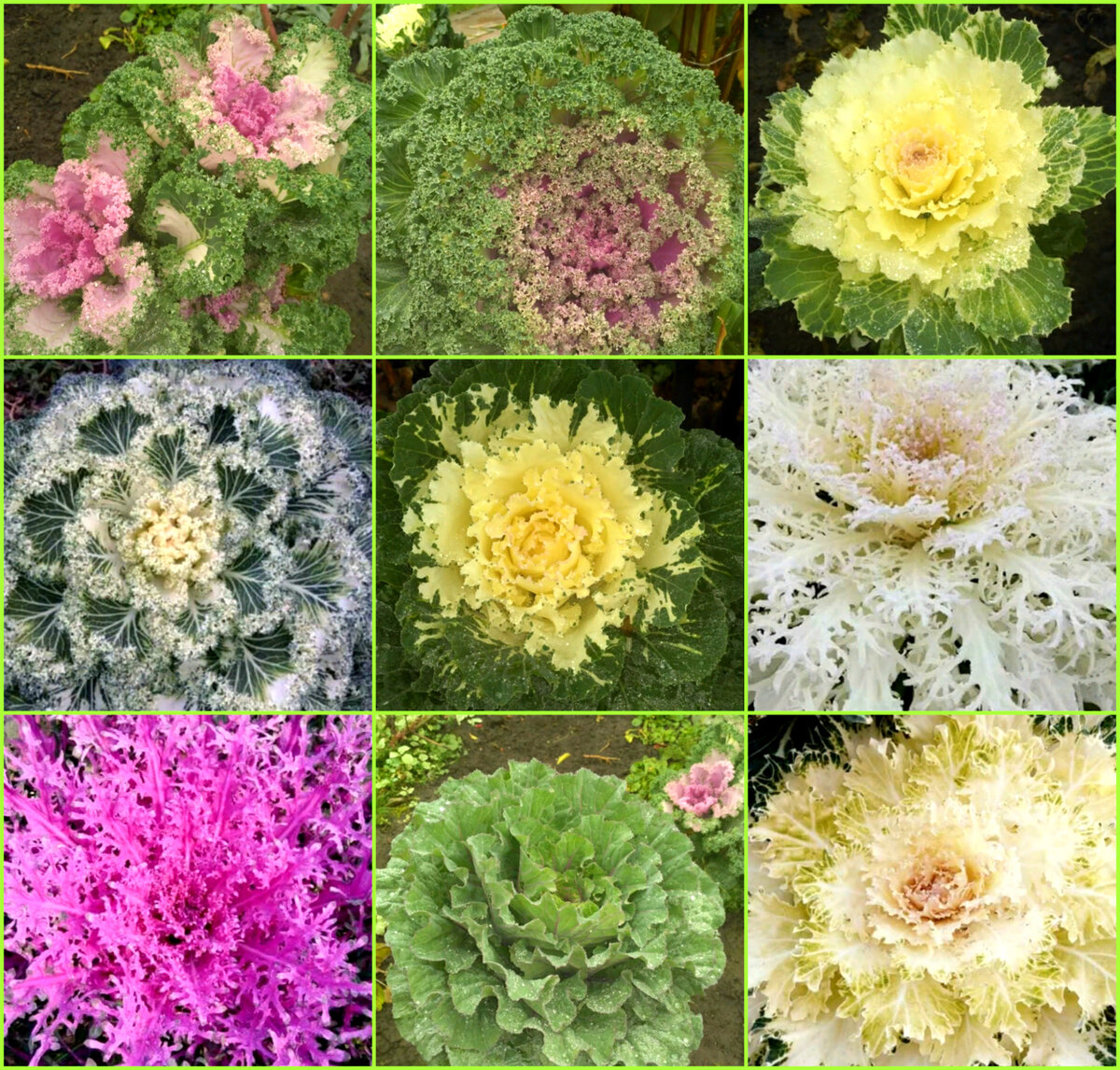 Декоративная капуста во всей своей красе :)
