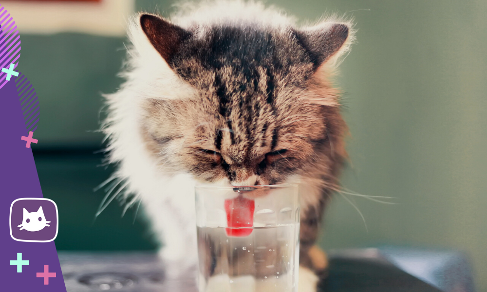 Кошка не пьет из миски!