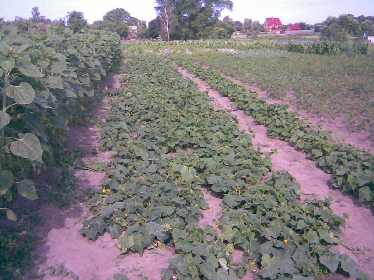 В прошлом мы высаживали огурцы без подвязки
