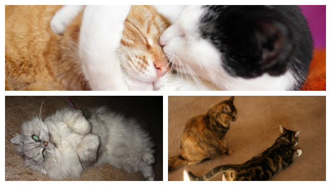 Течка у кошки: как помочь питомцу в домашних условиях