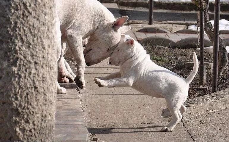 «Мама, когда я вырасту, буду таким же сильным, как ты!»