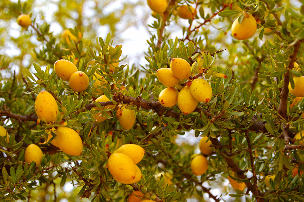 Плоды арганы.