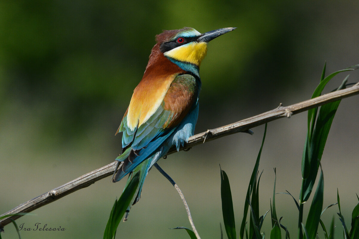 Щурка золотистая