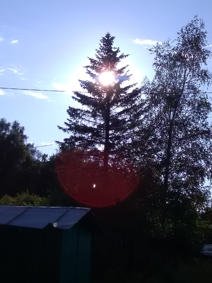 Такие высокие ёлки - не редкость в нашем СНТ