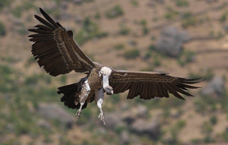 В мире существует множество видов птиц, которые имеют различные особенности и адаптации. Одной из наиболее распространённых является способность птицы летать на очень больших высотах. Ниже представлен список десяти самых высоко летающих птиц в мире.
