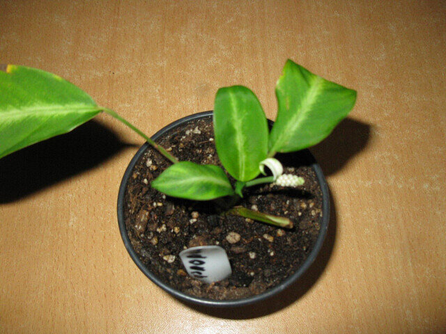 Как приехал ко мне...