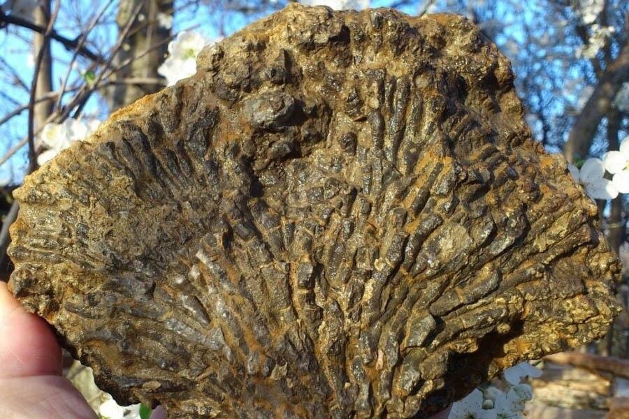 Ай-Петри — это прочное скальное образование, которое сформировалось примерно 200 млн лет назад в бушевавшем здесь в то время океане. Тело горы состоит из известняковой породы с окаменевшими останками водорослей, моллюсков и кораллов.
