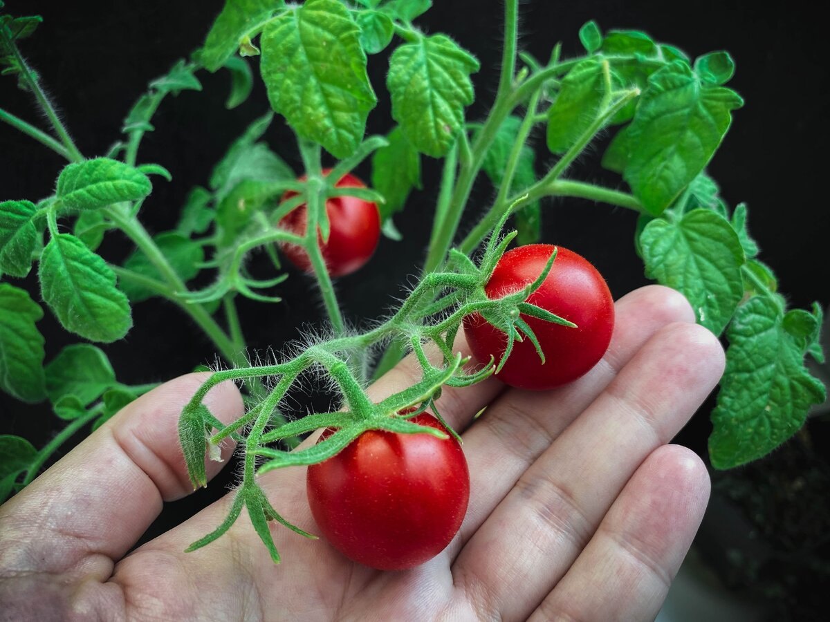 Сорт Балконное чудо