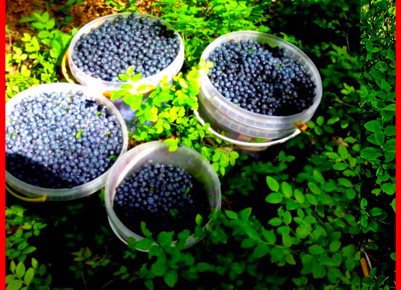 Лесной урожай черники, с собой не унести)) 